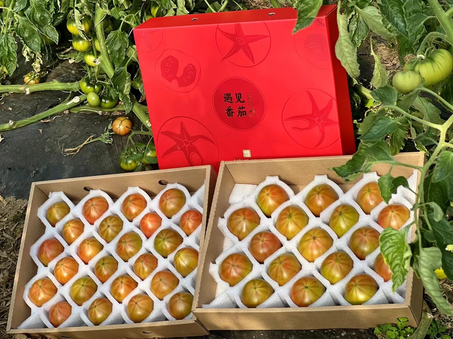 遇见番茄正红色礼盒条纹番茄图案点缀特色礼盒 - 尧晟包装番茄系列产品